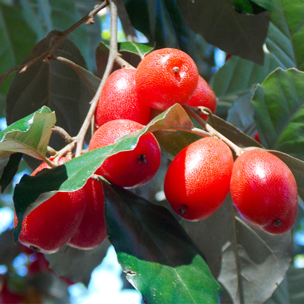 Silver Berry Live Plants 