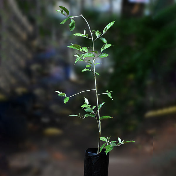 Silver Berry Plants 