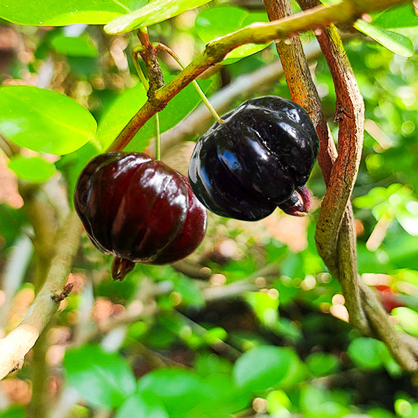 Eugenia Uniflora