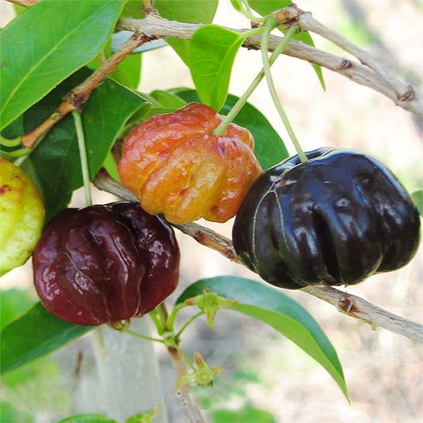 Surinam Cherry Black Live Plants