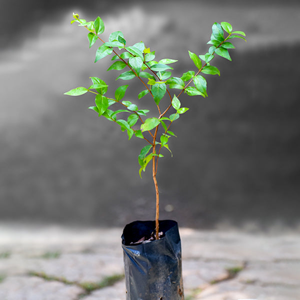 Surinam Cherry Black Plants