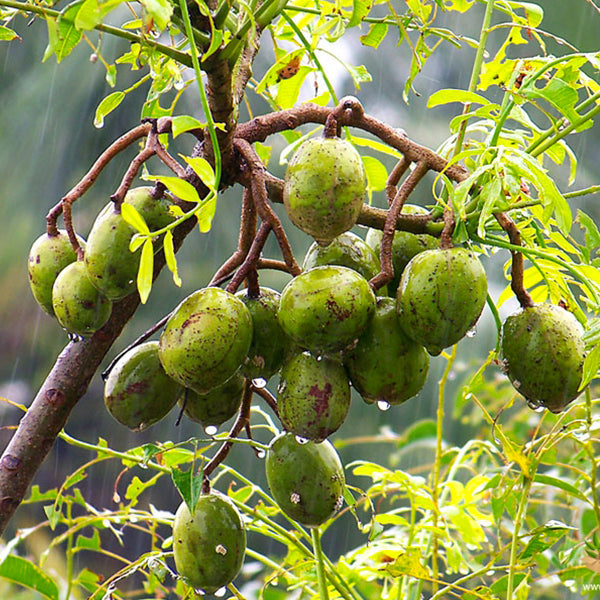 Sweet Ambarella Fruit Live Plants