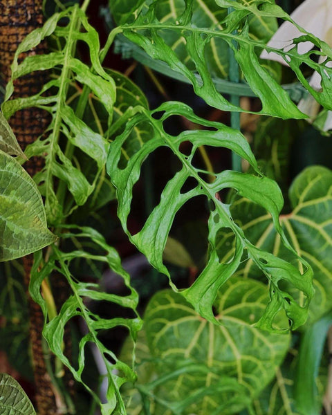 syngonium pink plant Rare! Syngonium Pink Lava Green Variegated live 4” potted plant house main image 1