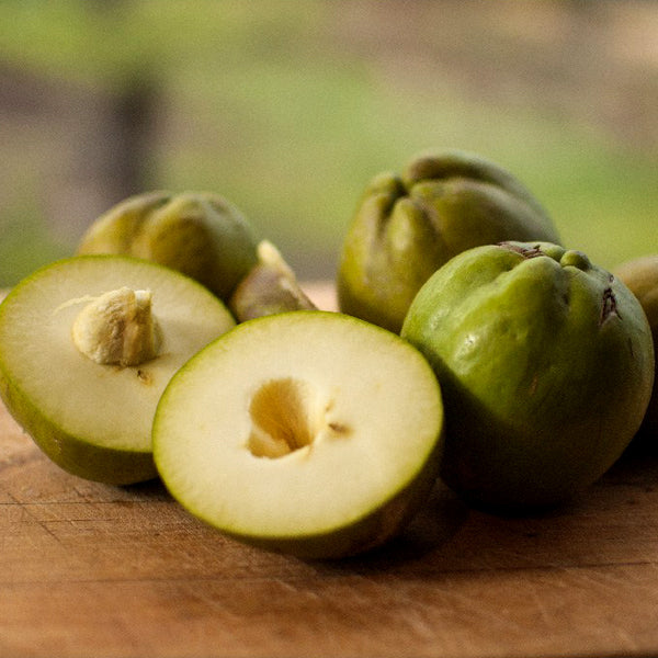 White Sapote Live Plants