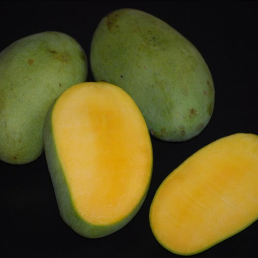 Mango Live Plants