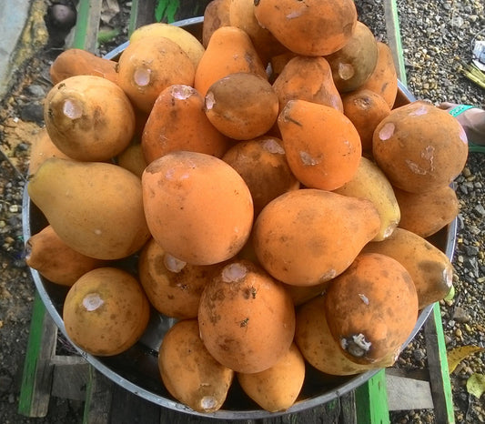 Kubal Fruit Live Plants