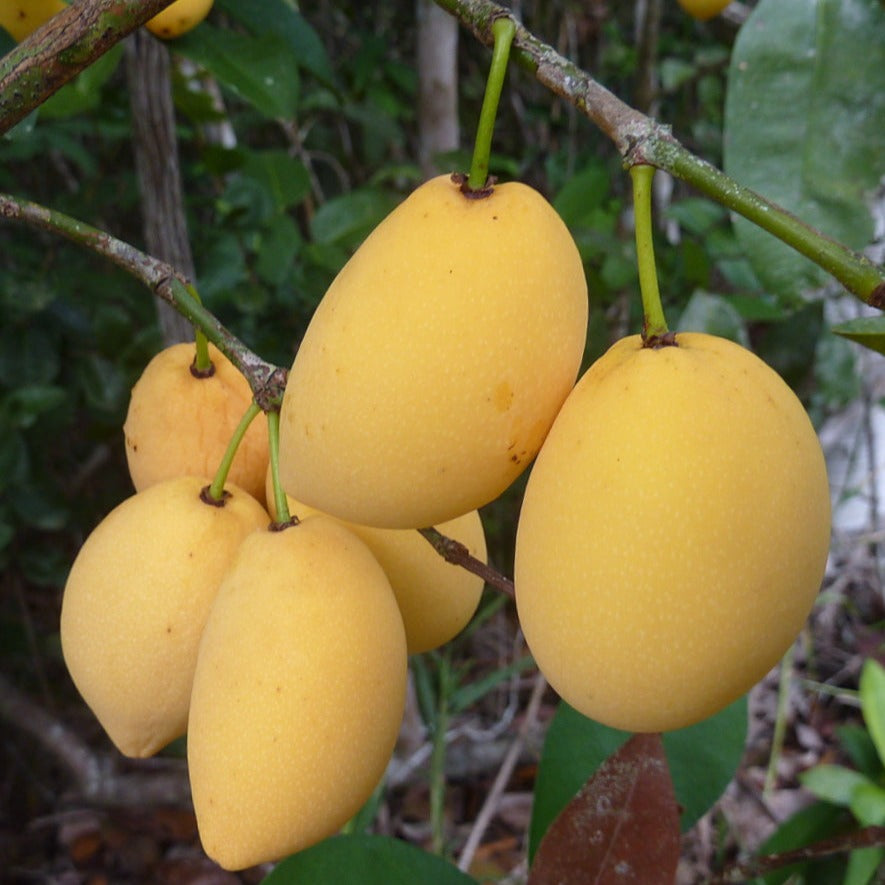 Garcinia Brasiliensis