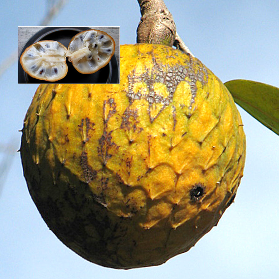 Sugar Apple Live Plants