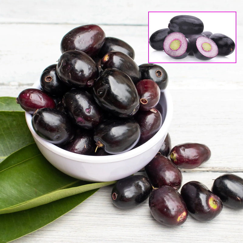 Black Jamun Live Plants in uk