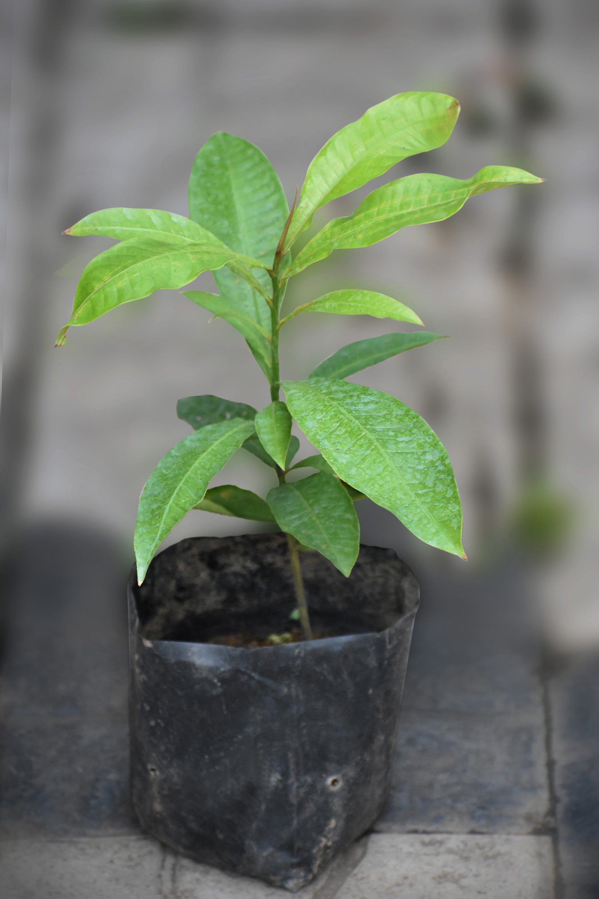 Brazil Nut Plants 