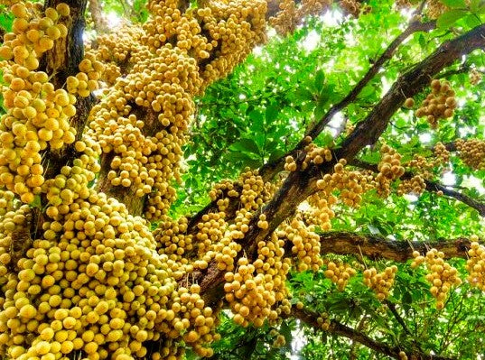 Burmese Grape Live Plants (Baccaurea ramiflora) – HappiestPlants
