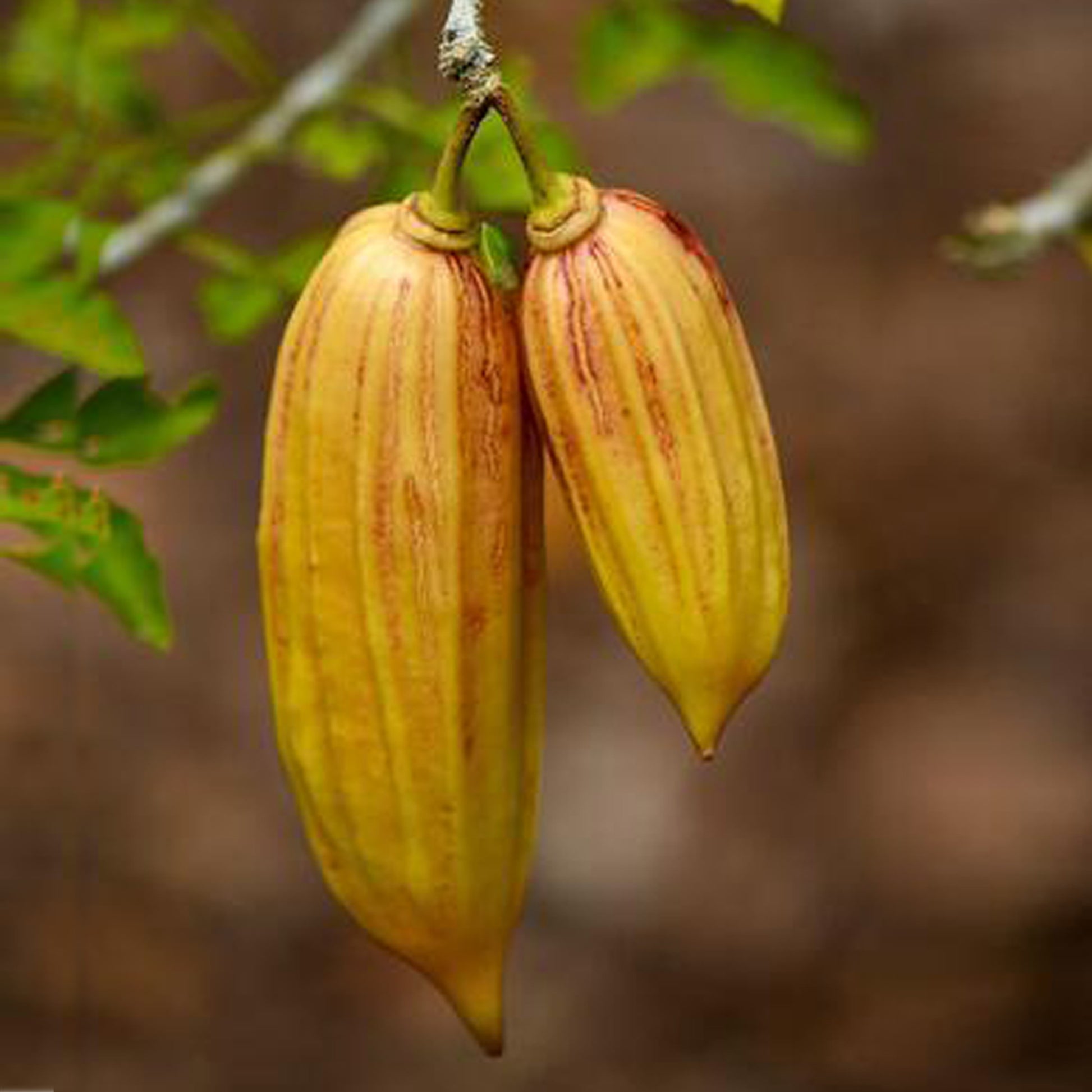 Candle Fruit Plants