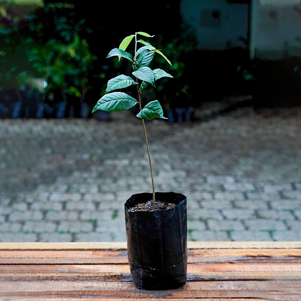 Giant Olosapo Plants