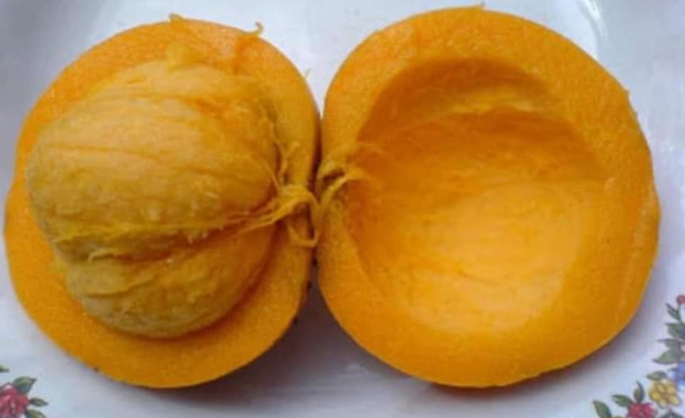 Garcinia Dulcis