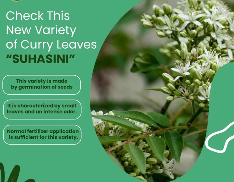 curry leaves plant seeds uk Curry Leaf Plant Suhasini Rare Variety Uk
