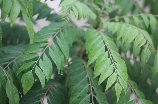 curry leaf plant