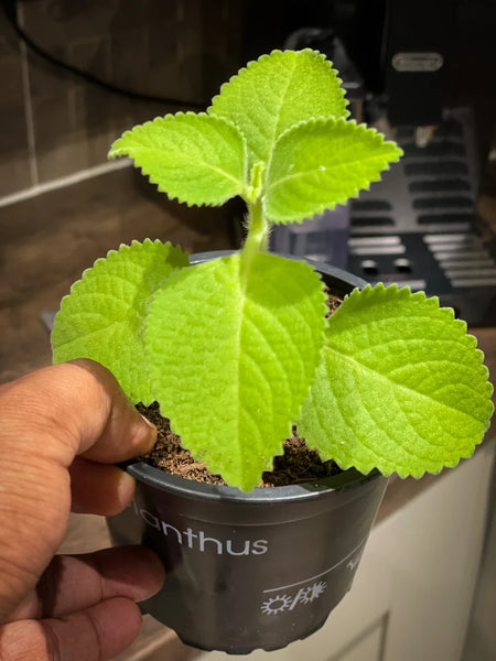 indian mint zimmerpflanze Mexikanische Minze Kubanischer Oregano Indischer Borretsch