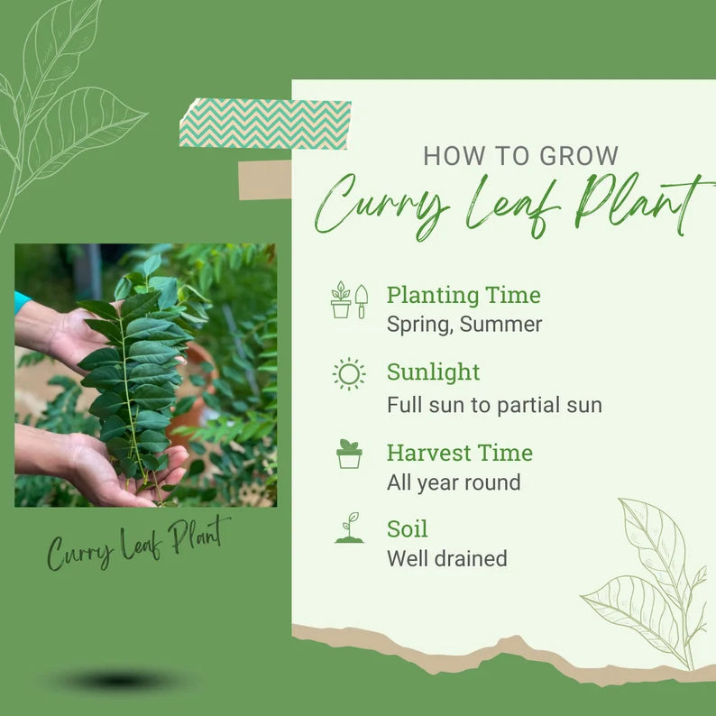 curry leaf plant seeds