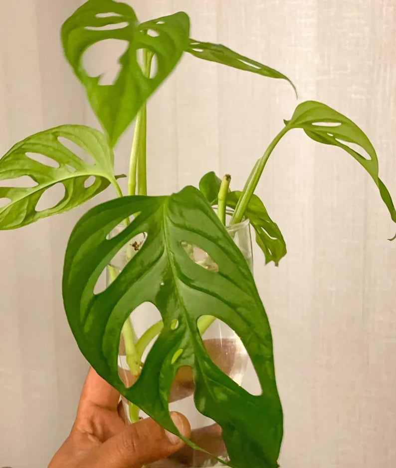 monstera adansonii expensive Monstera Adansonii Cuttings Rare Houseplant