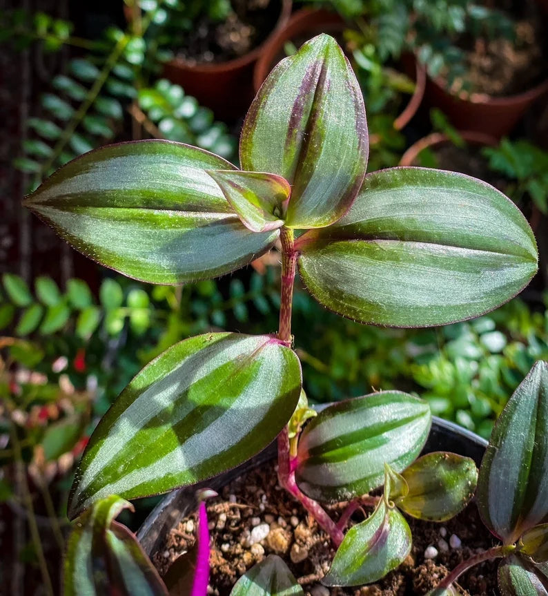 Tradescantia Zebrina - Wandering Jew - Air Purifying Plant