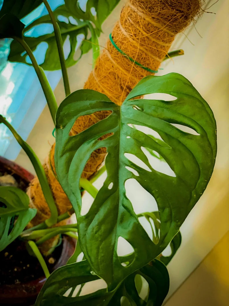 monstera adansonii cutting for sale Monstera Adansonii Cuttings Rare Houseplant