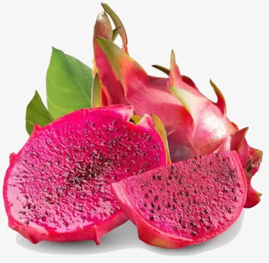 Dragon Fruit Tree - Dragon Tree - Self Pollinating Variety