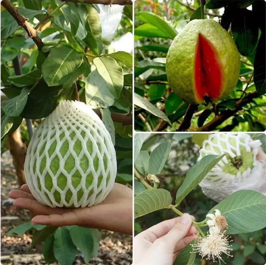 Seedless Red Guava Plant & Seedless Indonesian Guava Plant