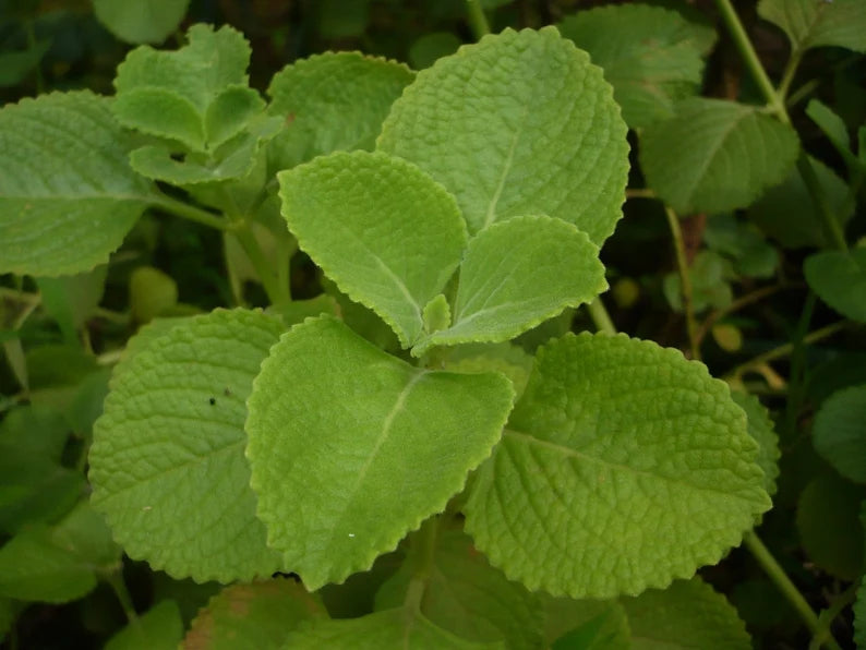 Cuban Oregano 