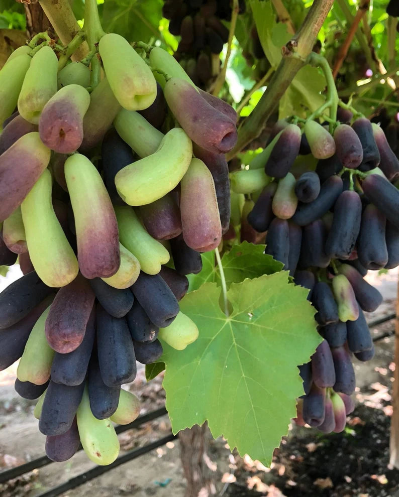 Finger Long Grapes