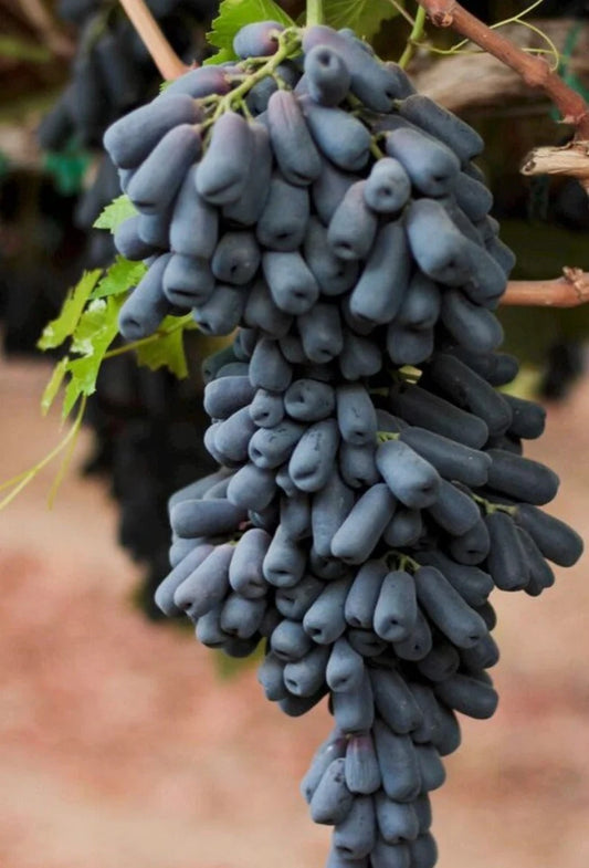 Premium Grape Plant