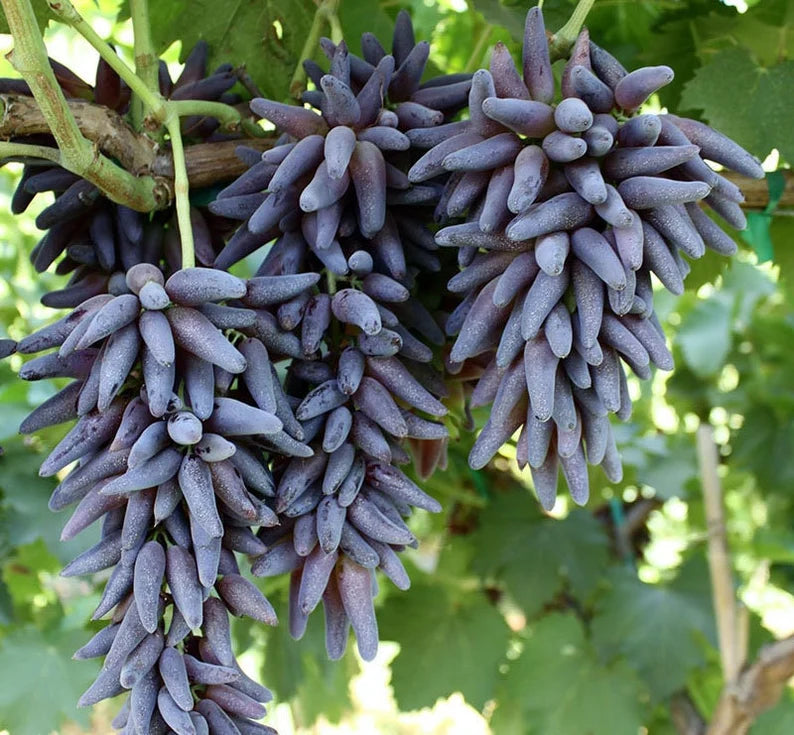 Finger Long Grape