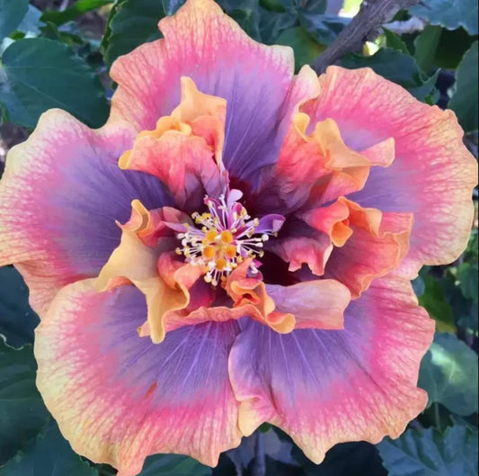 Rare Hibiscus Live Plants - Hibiscus Rosa-Sinensis - Sembaruthi - Shoeblack Plant - China Rose - Malvaceae