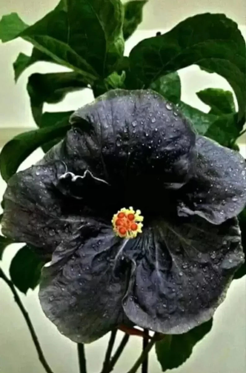 Rare Hibiscus Plants - Hibiscus Rosa-Sinensis - Sembaruthi - Shoeblack Plant - China Rose - Malvaceae