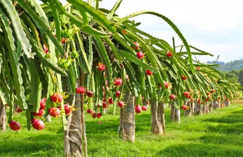 Dragon Fruit Tree - Dragon Tree - Self Pollinating Variety