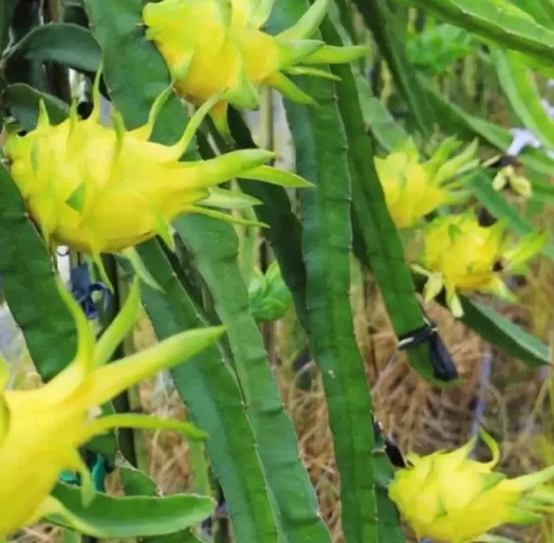 Dragon Fruit Tree - Dragon Tree - Self Pollinating Variety