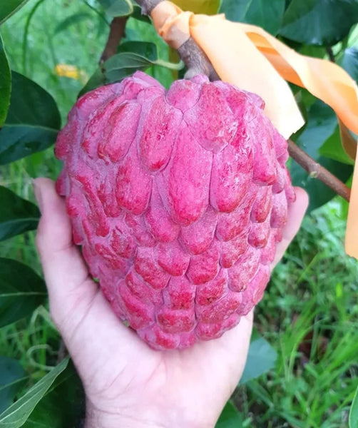 custard apple plant Thai Sugar Apple Sitafal Live Fruit Plant