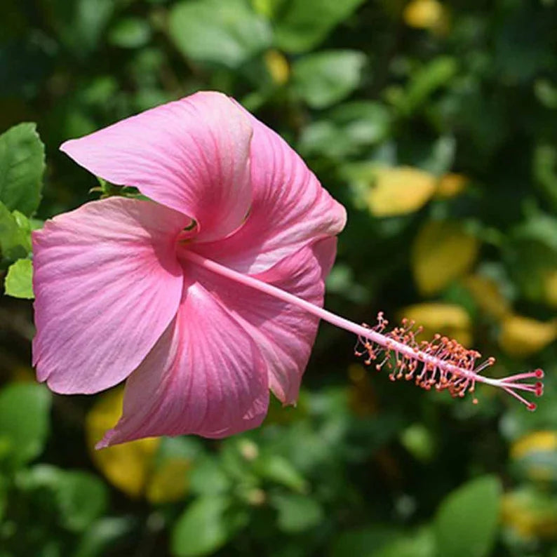 Rare Hibiscus Plants - Hibiscus Rosa-Sinensis Varieties