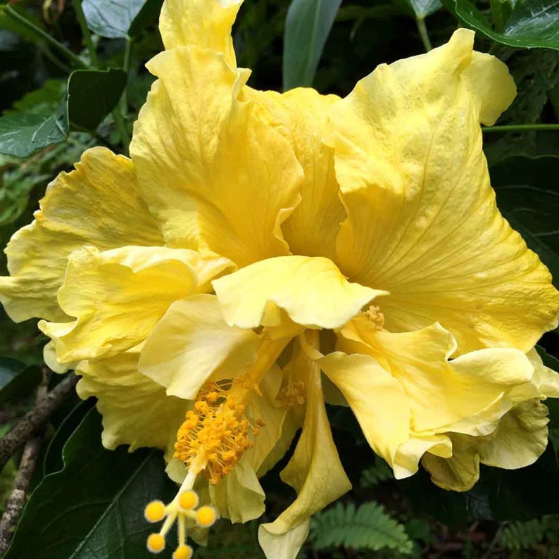 Rare Hibiscus Plants - Hibiscus Rosa-Sinensis Varieties