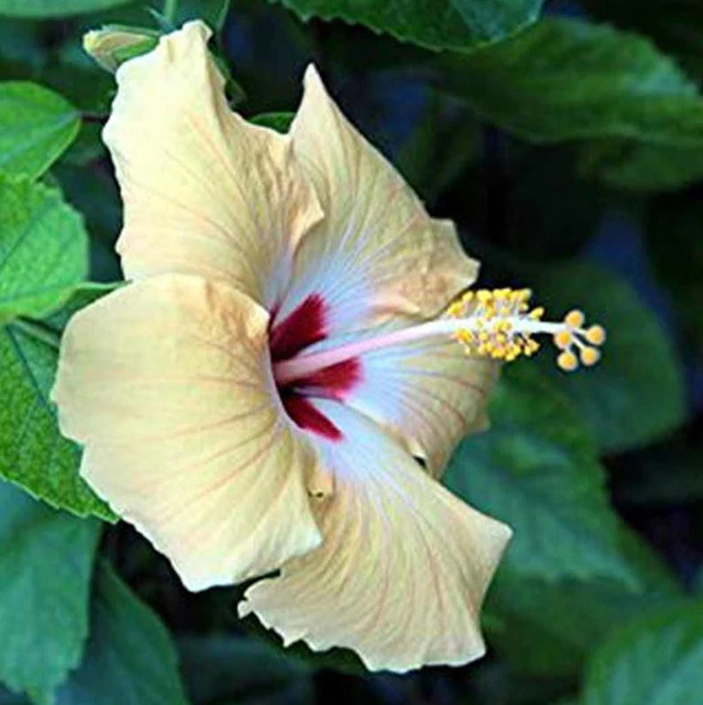 Rare Hibiscus Plants - Hibiscus Rosa-Sinensis Varieties