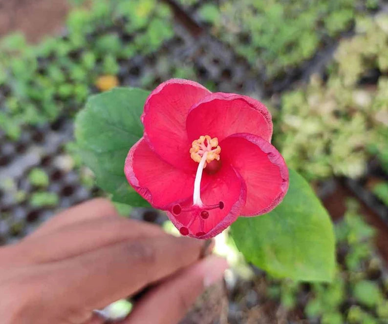 Rare Hibiscus Plants - Hibiscus Rosa-Sinensis Varieties