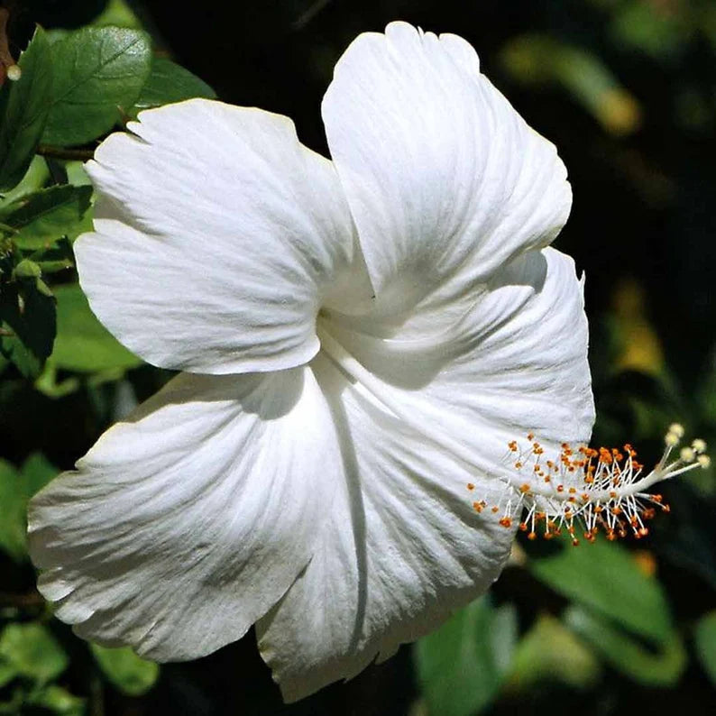 Rare Hibiscus Plants - Hibiscus Rosa-Sinensis Varieties