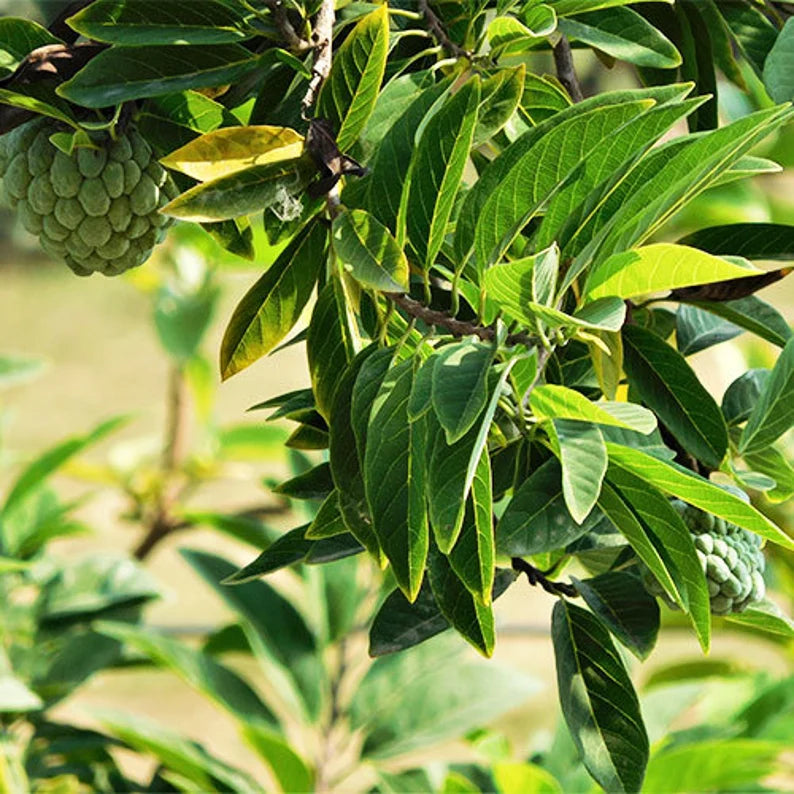 Custard Apple Live Fruit Plant