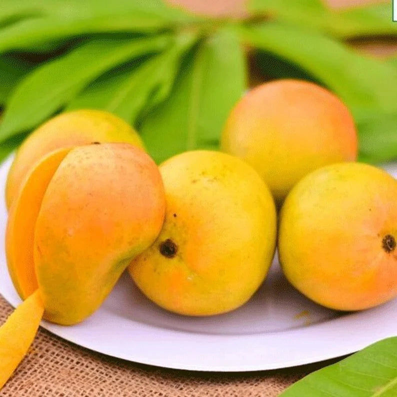 Alphonso Mango