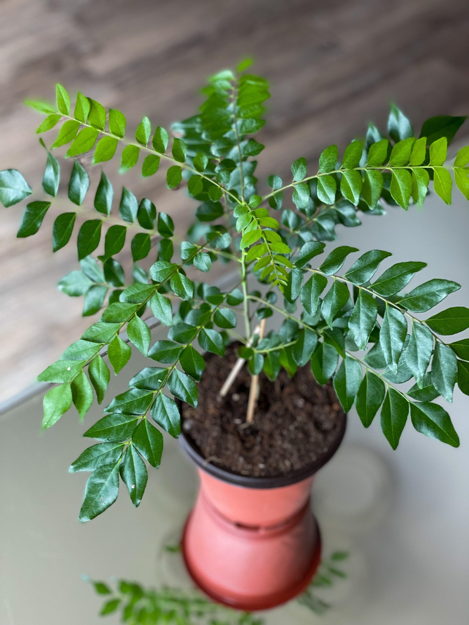 Curry Leaf Plant Dwarf Gomati Variety – HappiestPlants