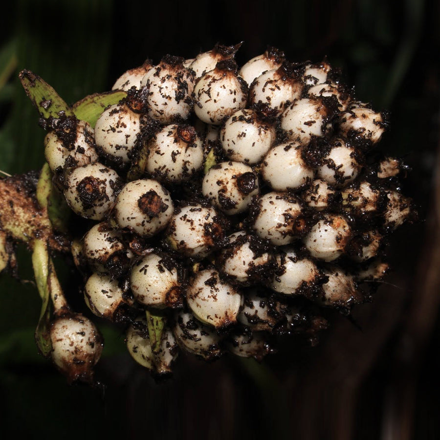 Curculigo Capitulata