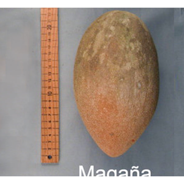 Mamey Sapote Live Plants