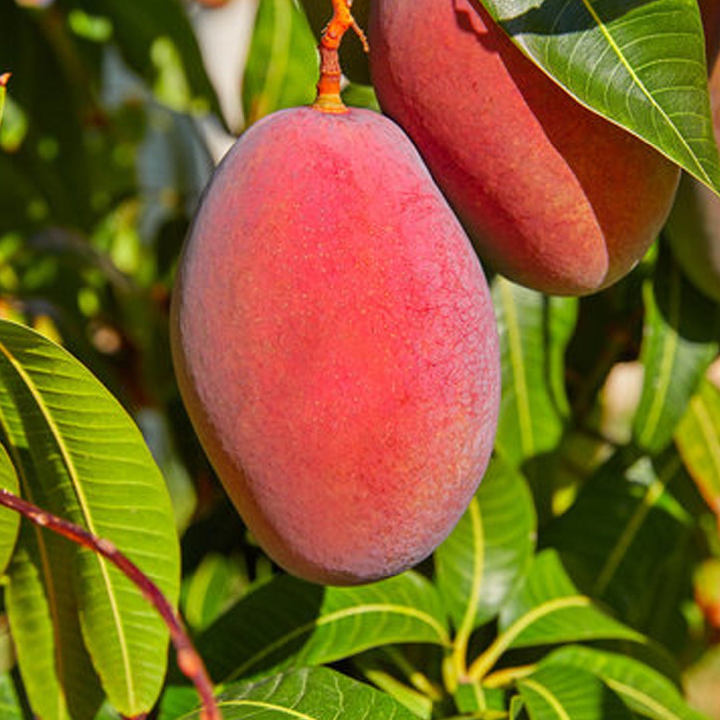 Best Mango Live Plants