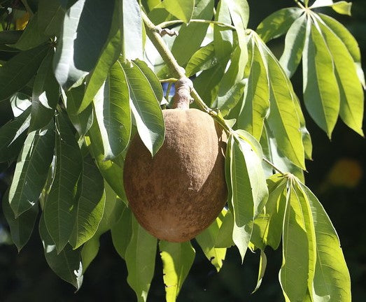 Malabar Chestnut Plants