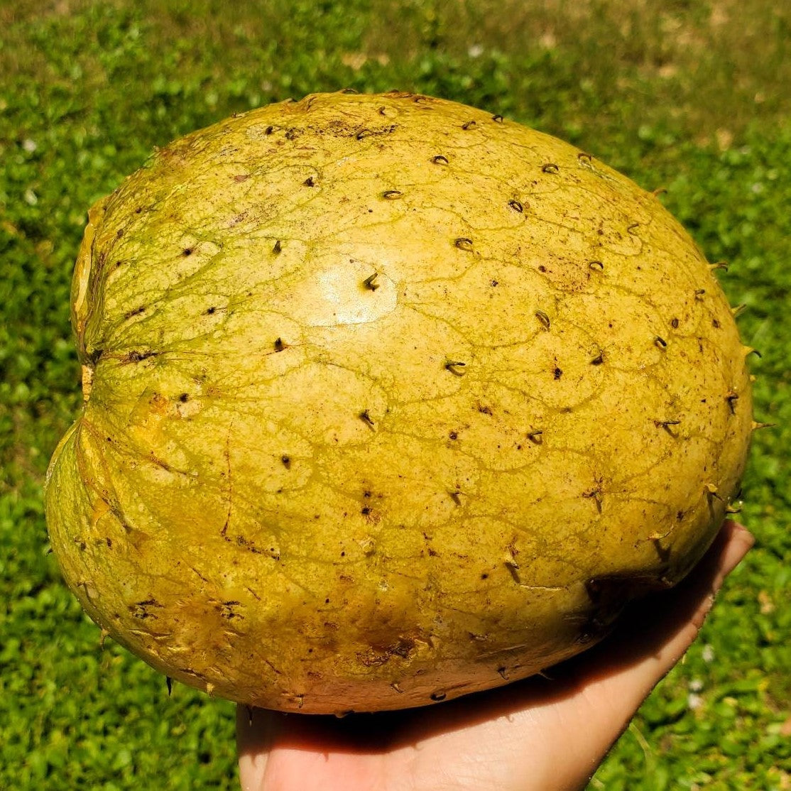 Mountain Soursop