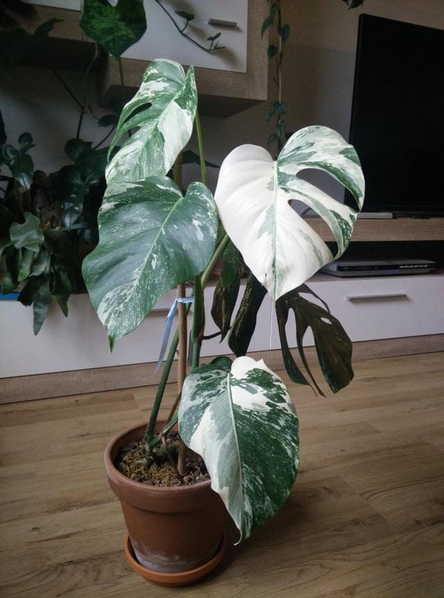 plant monstera variegata Monstera Deliciosa Albo Variegata